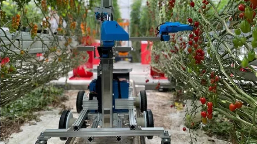 robot cosecha tomate